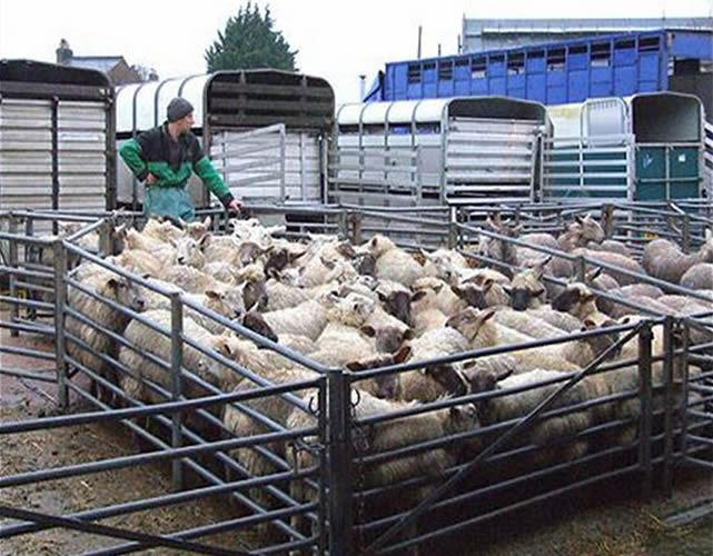 Livestock Horse / Cattle Corral Panels , Low Carbon Steel Metal Corral Fencing