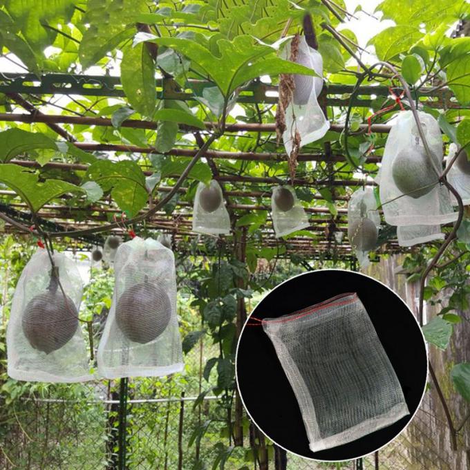 Fruit cover bags with kiwi fruit