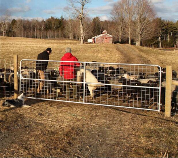 V/N/I-Stay Galvanized Iron Livestock Farm Field Gate 