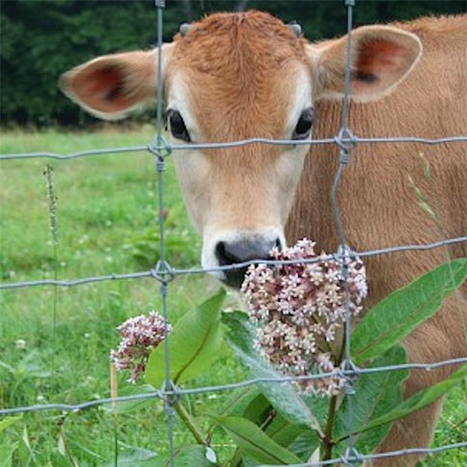 Fixed Knot Wire Farm Fence 2m X 50m For Horse Sheep And Deer