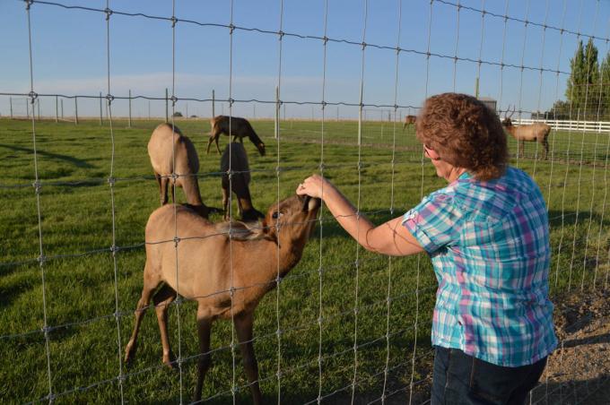 1.8m X 100m Galvanized Fixed Knot Deer Fence For Farm