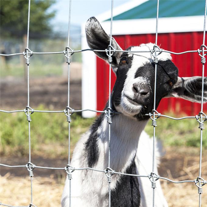 1.8m X 100m Galvanized Fixed Knot Deer Fence For Farm