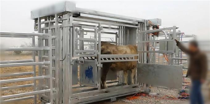 cattle crush prices