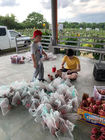 Anti - Static Fruit Protection Bags Protecting Insects / Pests / Birds For Your Crop