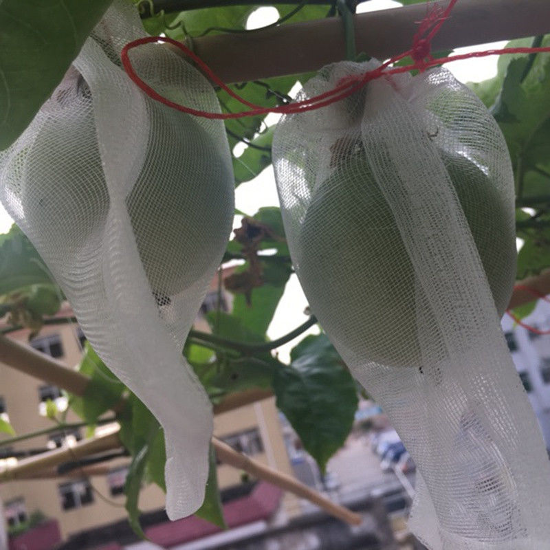 Eco - tampas materiais da árvore de fruto do Hdpe amigável, sacos da proteção da uva com anti uv